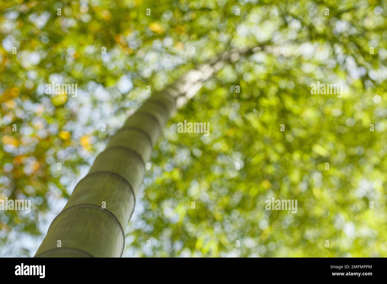 Bamboo trunk perspective hi-res stock photography and images - Alamy