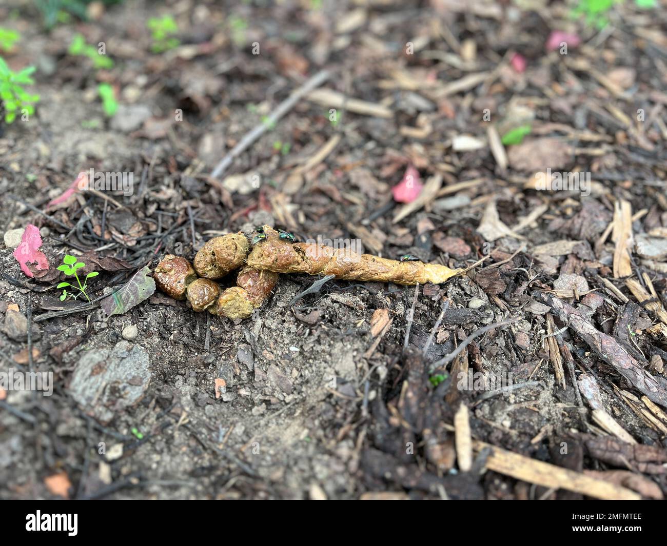 Cat droppings cat in the garden Stock Photo Alamy