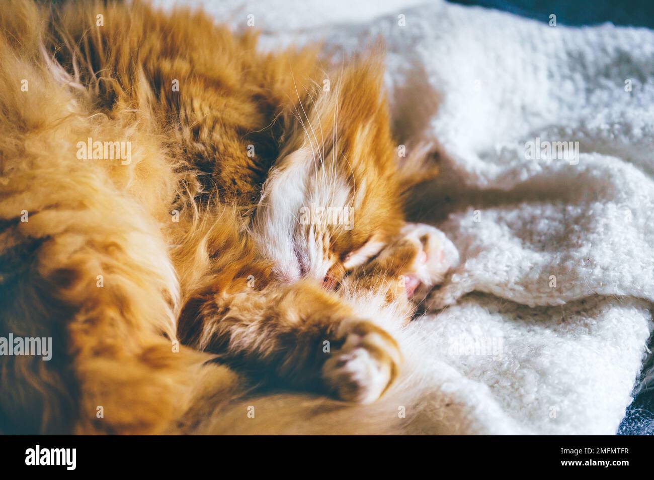 Red furry cat sleeping on sofa in sun rays Stock Photo