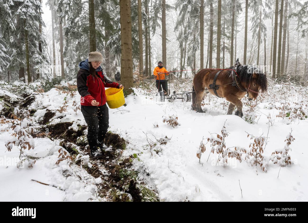 25 January 2023 Saxony Gelenau: Lukas Weinhold prepares the soil in a