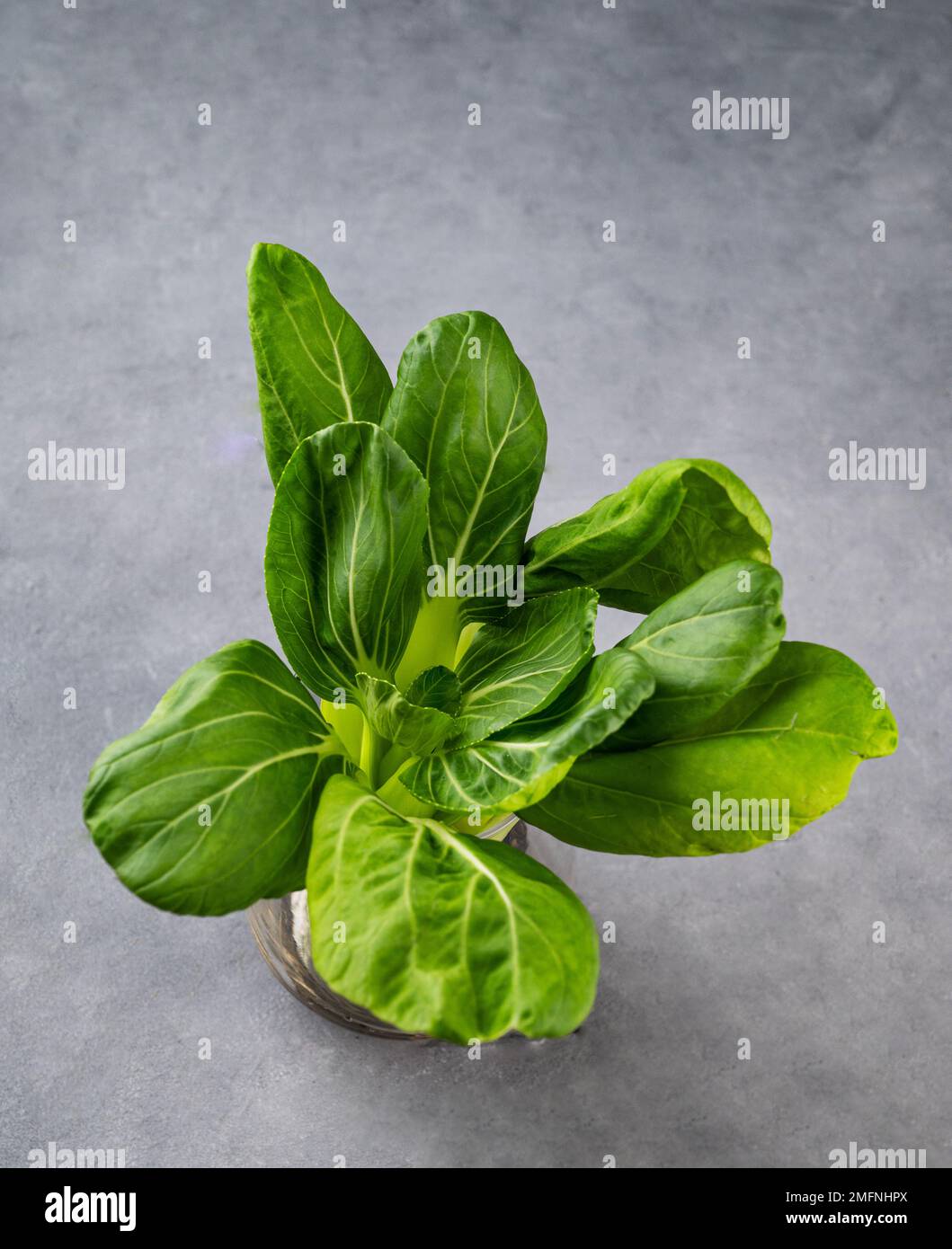 Fresh pak Choi Chinese Cabbage on dark background. The concept of healthy vegetarian food. Top view and copy space. Stock Photo