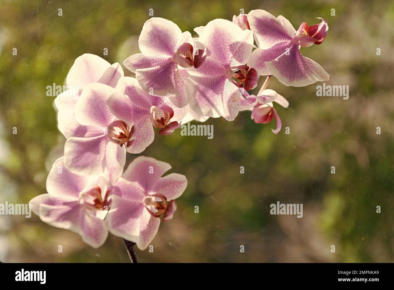 purple orchid flowers of phalaenopsis orchidaceae moth orchids closeup