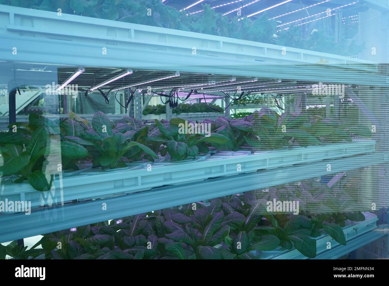K-FARM is the first urban farm in Hong Kong incorporating hydroponics, aquaponics and organic farming systems. Stock Photo