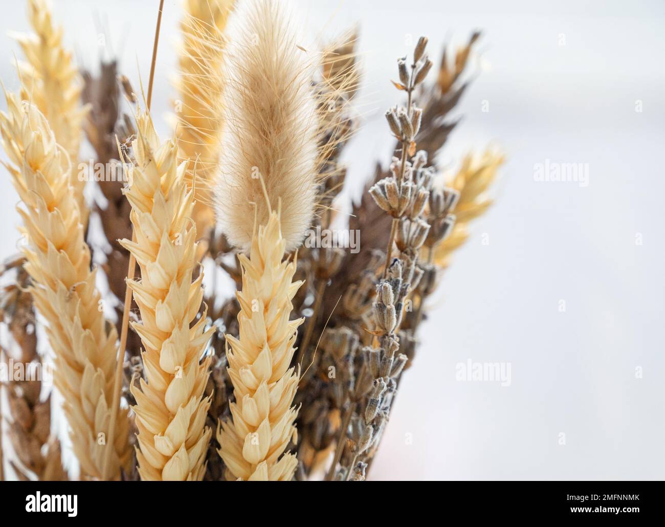 Close up of isolated bagged dried lavender blossom sacs used as moth  repellent in wardrobe for clothes protection, white background Stock Photo  - Alamy