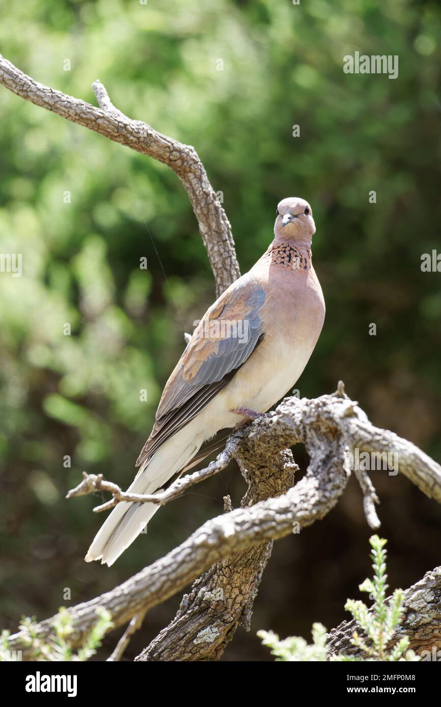 Spotted Turtle Dove on Branch Stock Photo