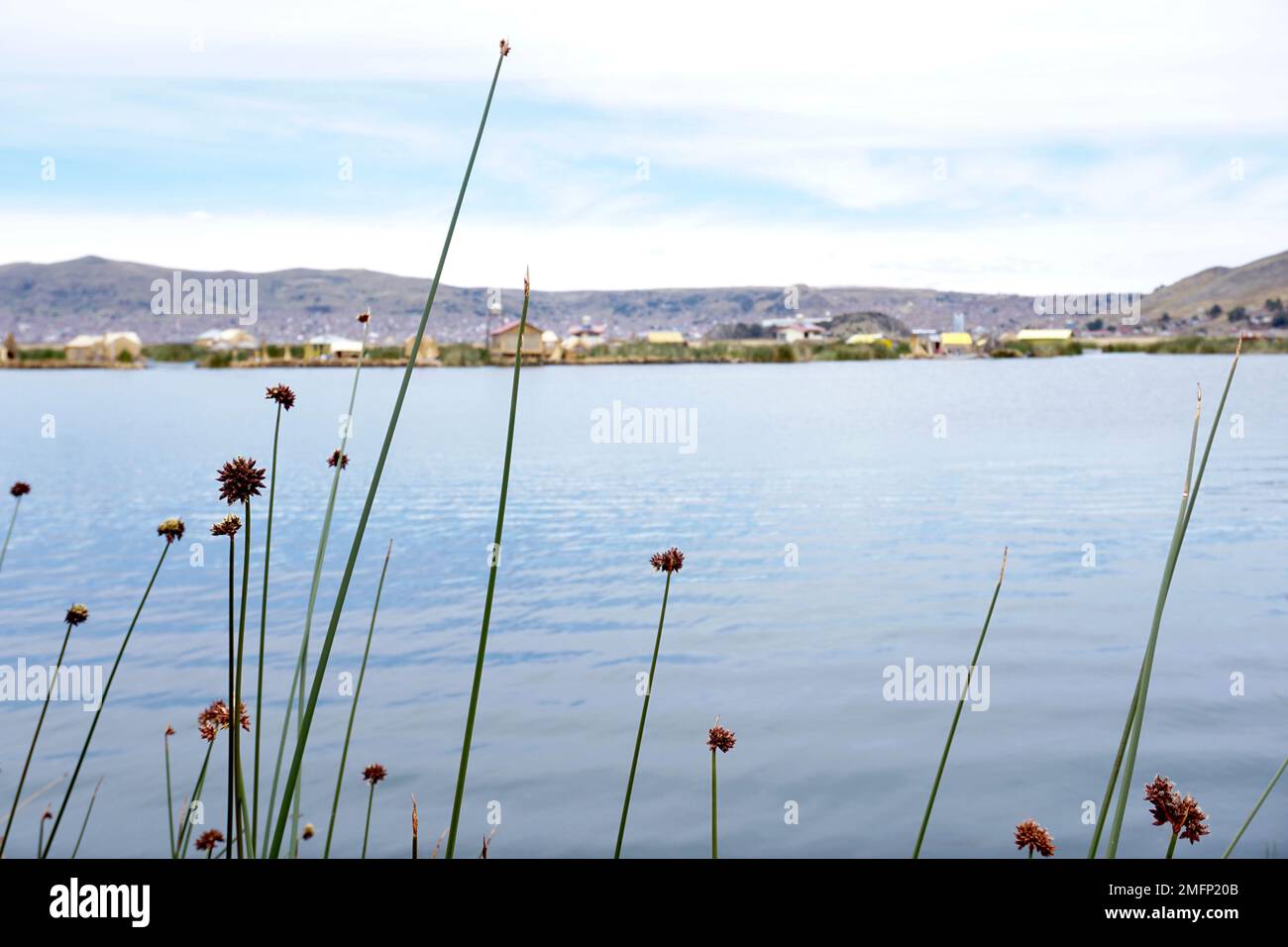 Reed plants with floating village in background on Lake Titicaca near Puno in Peru Stock Photo