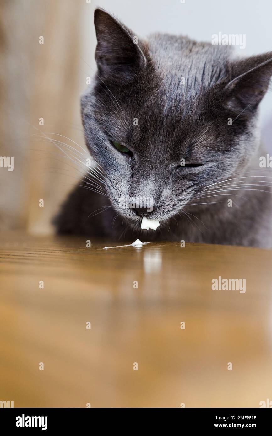 Cat eating cream cheese on wooden table. Smeared mouth of greedy Cat