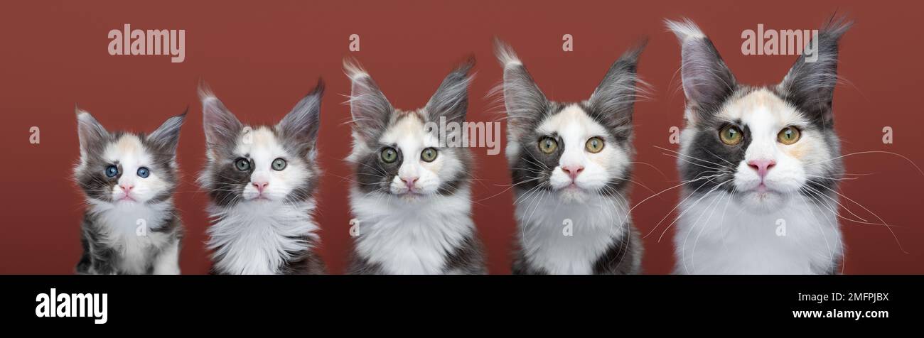 Kitten to Cat growth process compilation. 5 Stages of a Calico Maine