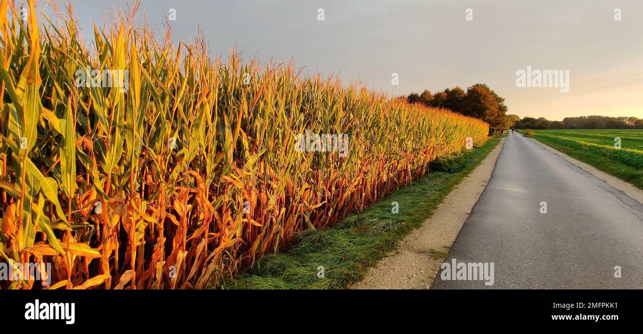 Panoramic shot corn field hi-res stock photography and images - Alamy