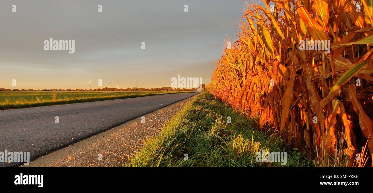 Panoramic shot corn field hi-res stock photography and images - Alamy