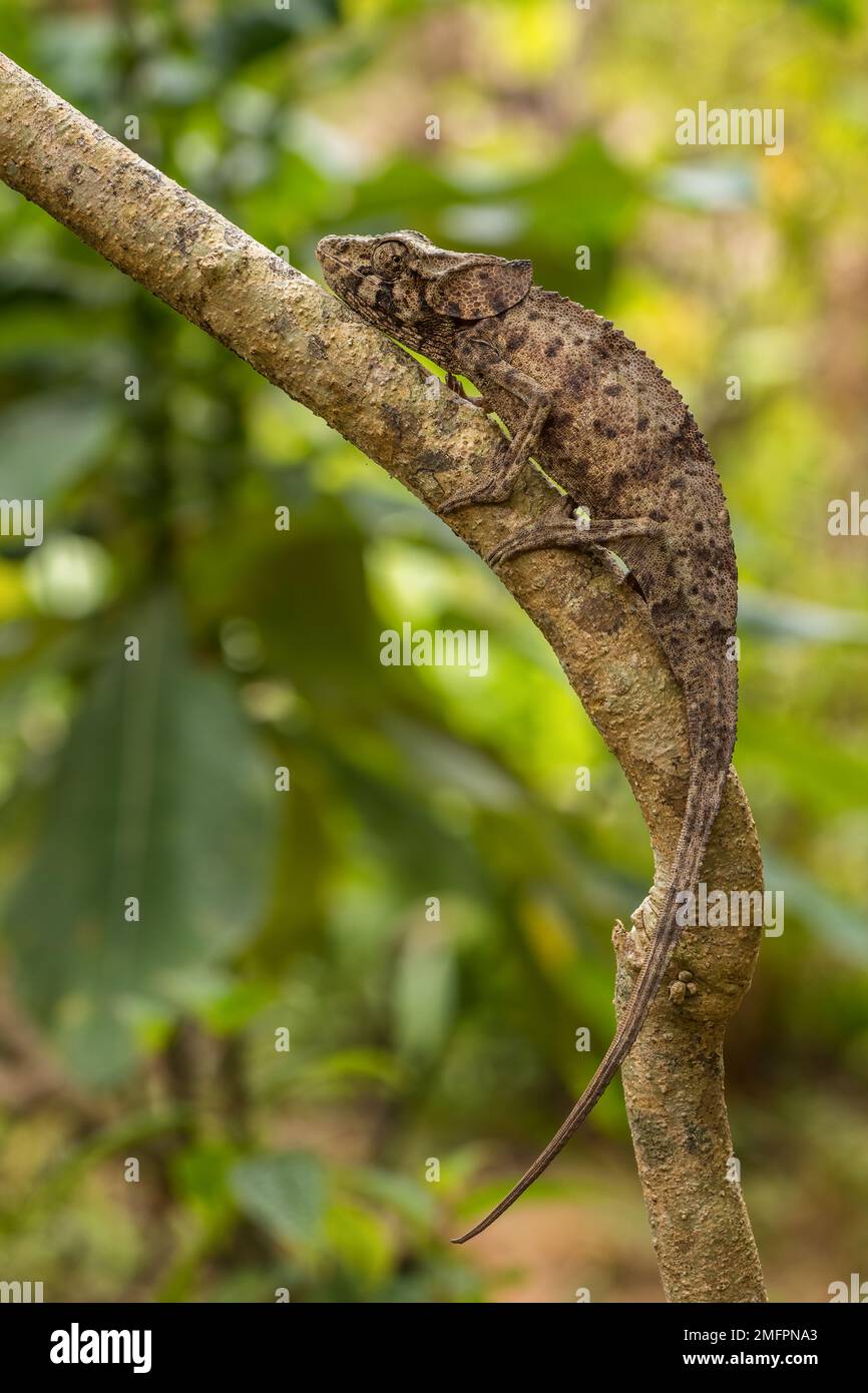 Short-horned Chameleon - Calumma brevicorne. Madagascar rain forest. Beautiful coloured lizard. Elephant ear. Stock Photo