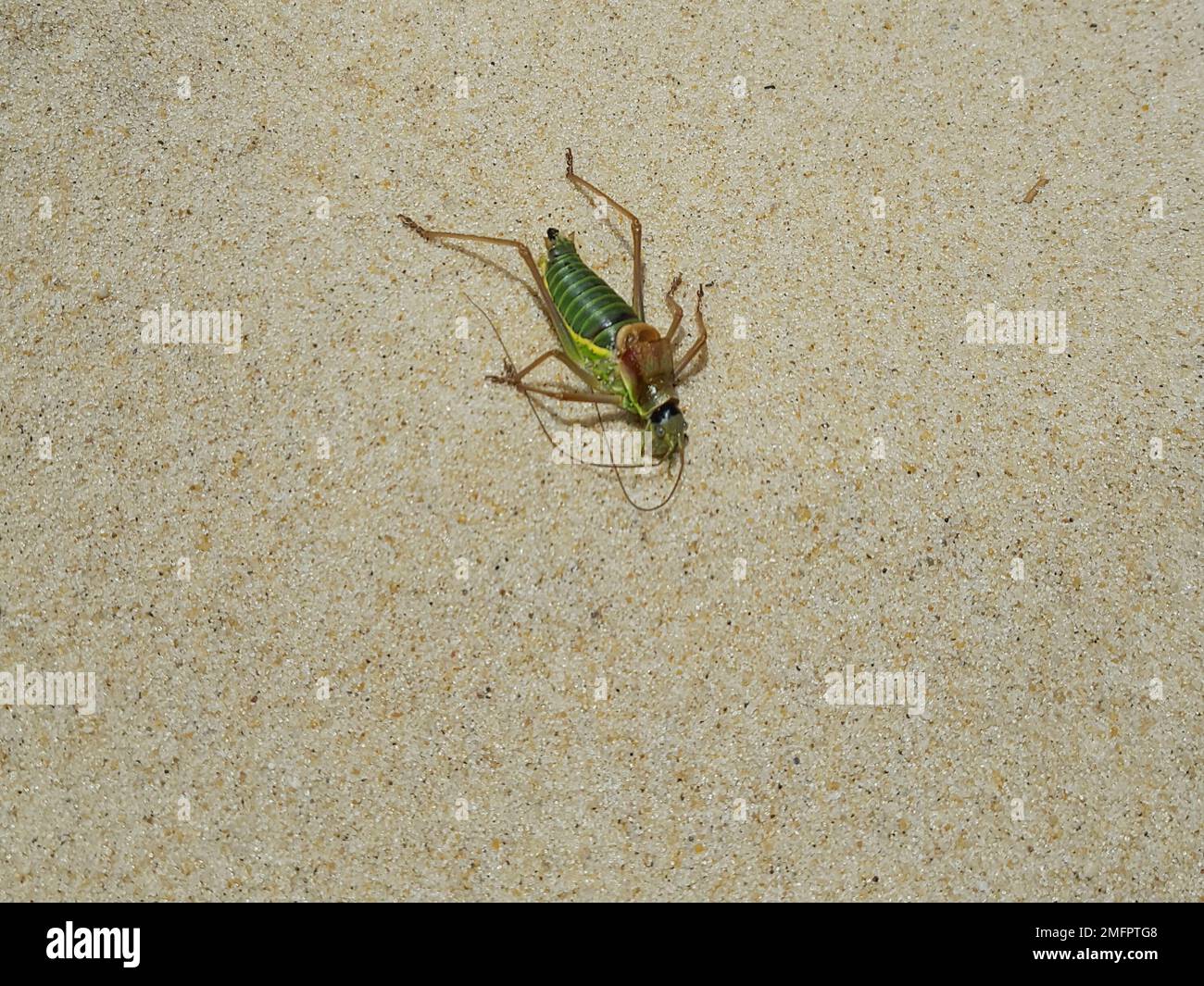 Cricket walking hi-res stock photography and images - Alamy