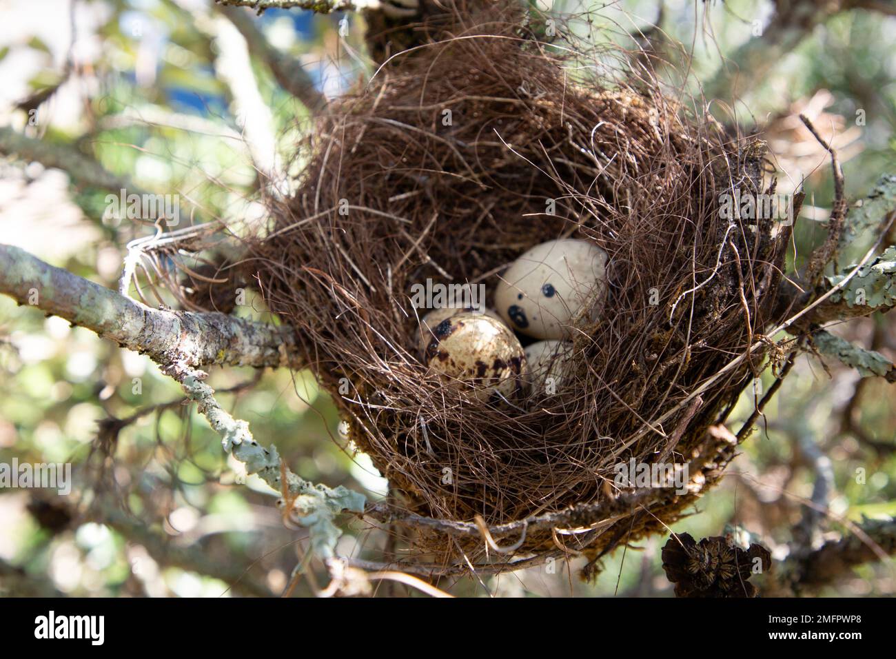 eggs in a bird nest in nature tree Stock Photo - Alamy