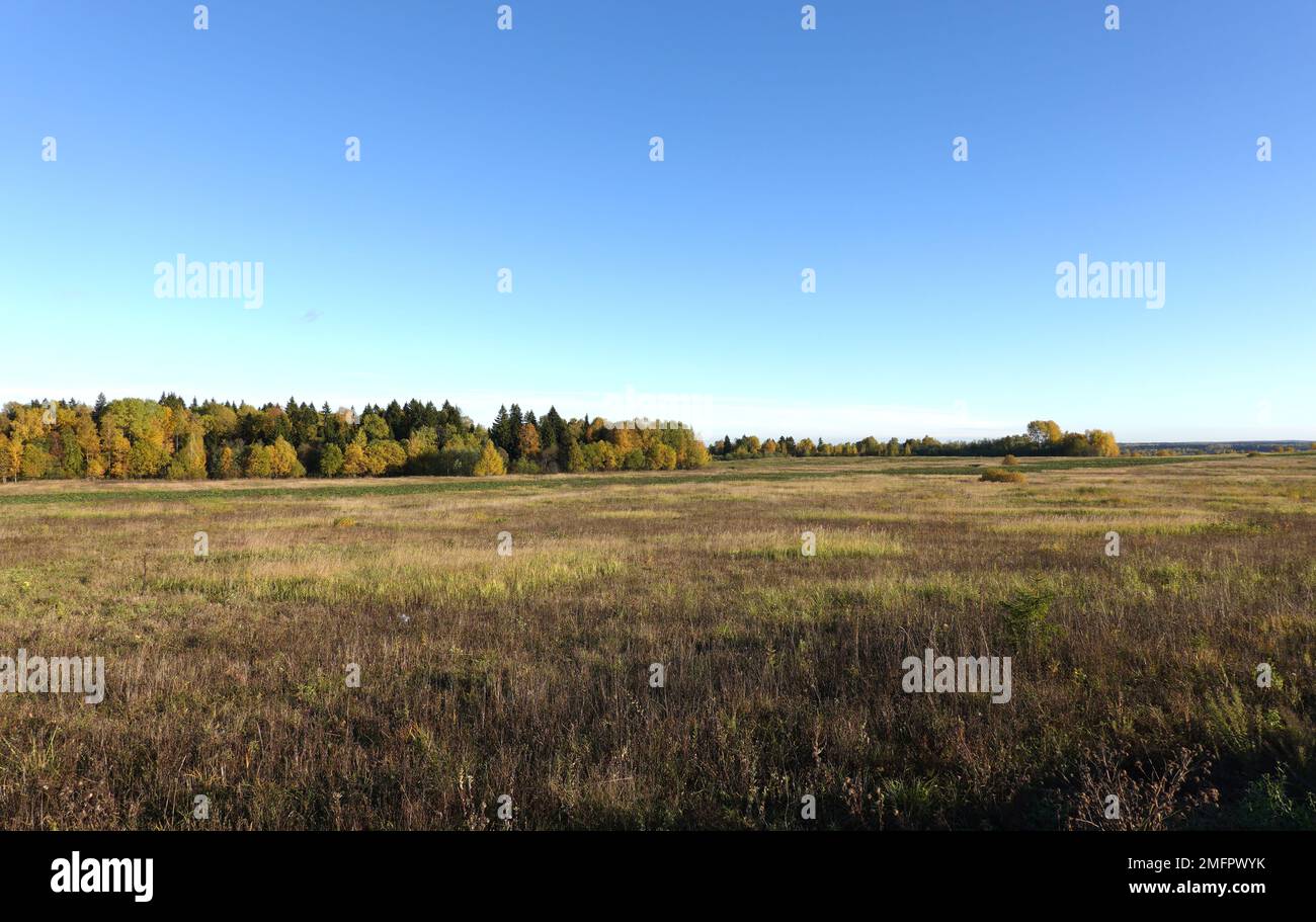 Rural countryside panoramic autumn landscape with field with dry grass and the forest on horison under clear cloudless blue sky Stock Photo