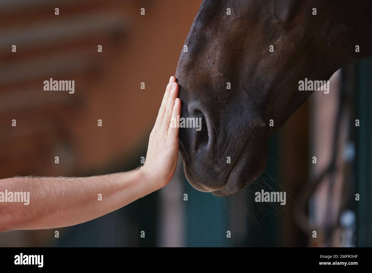 Friendship between man and his horse. Human hand stroking horse head in stable. Stock Photo