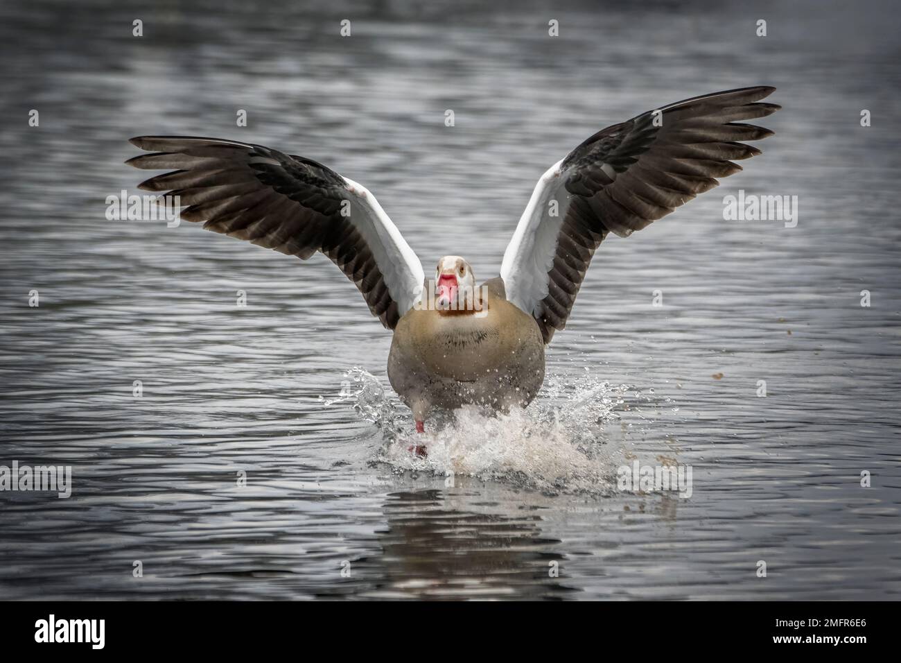 Egyptian goose crash landing at Bushy Park near London UK Stock Photo