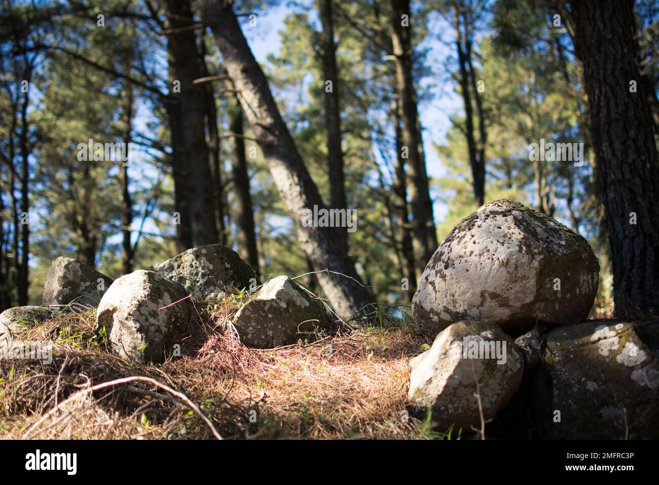 Stones in the foreground on a blurred forest background Stock Photo