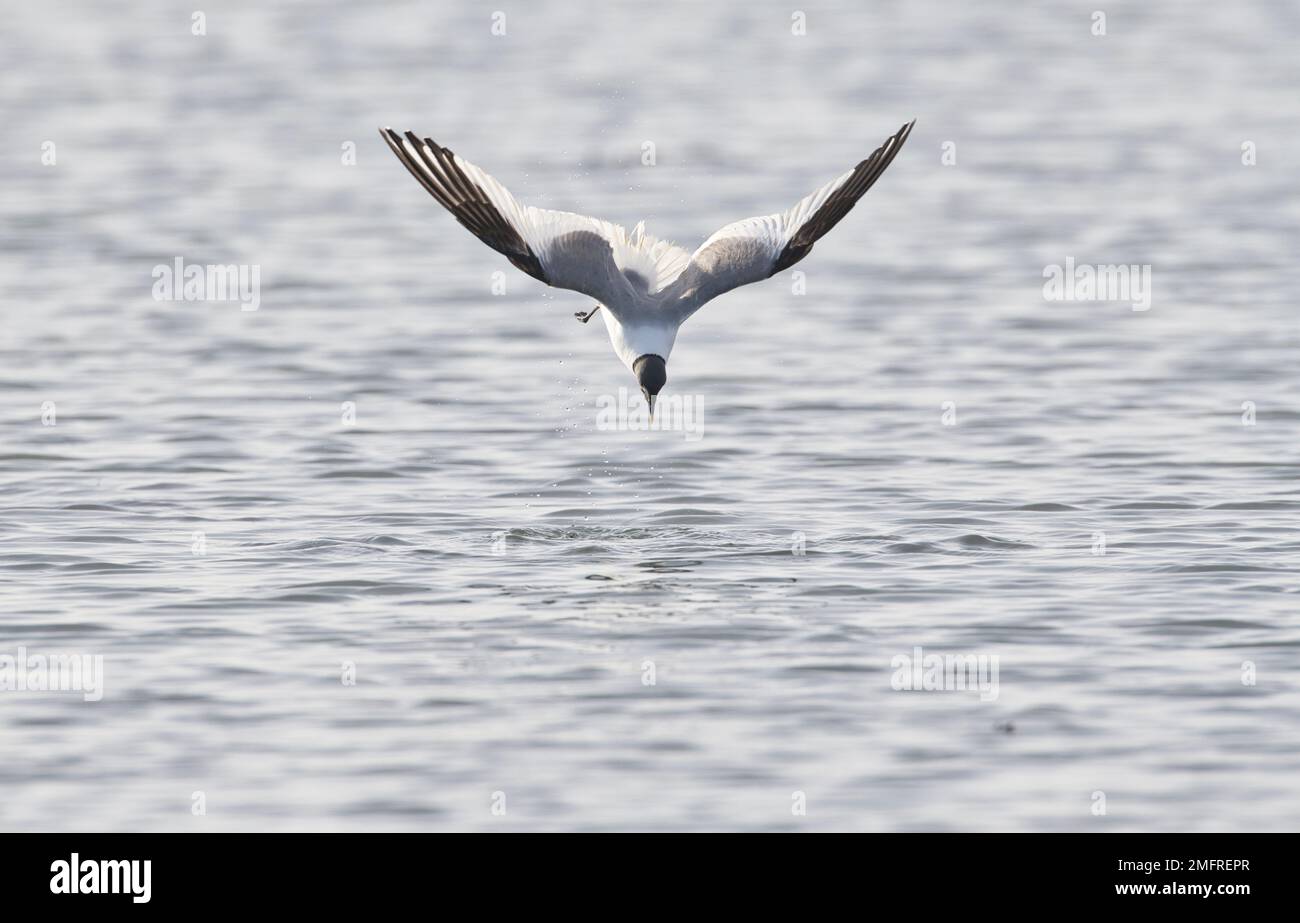 Swooping de aves hi-res stock photography and images - Alamy