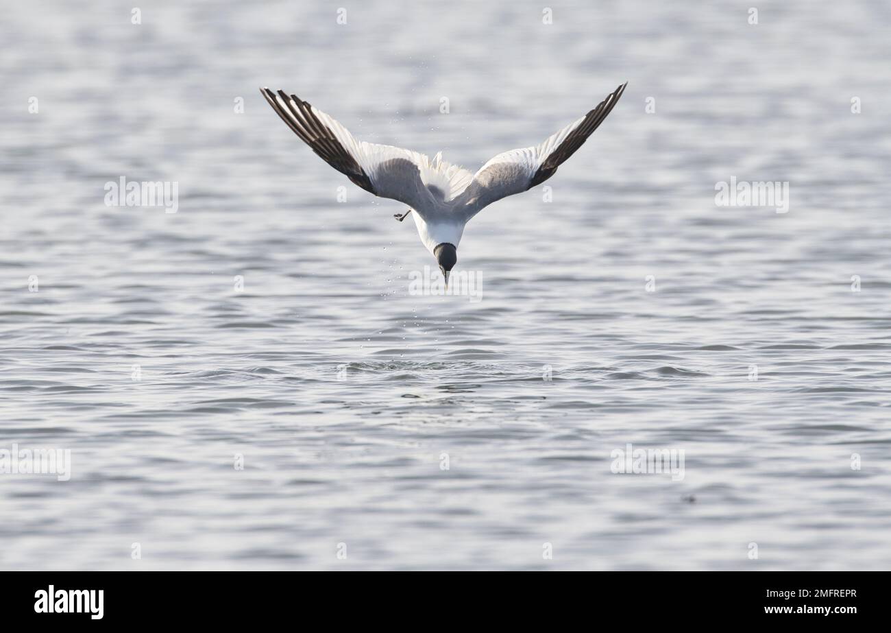 Sabine's gull (Xema sabini), diving onto the surface of the sea in order to  pick up food from the surface of the water Stock Photo