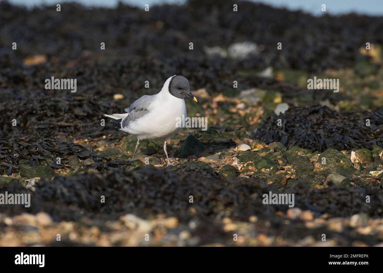 Sabine's gull (Xema sabini Stock Photo Alamy