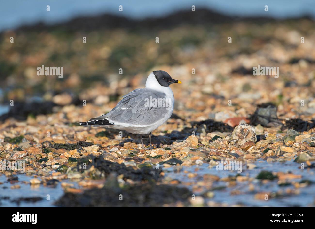 Sabine's gull (Xema sabini Stock Photo Alamy