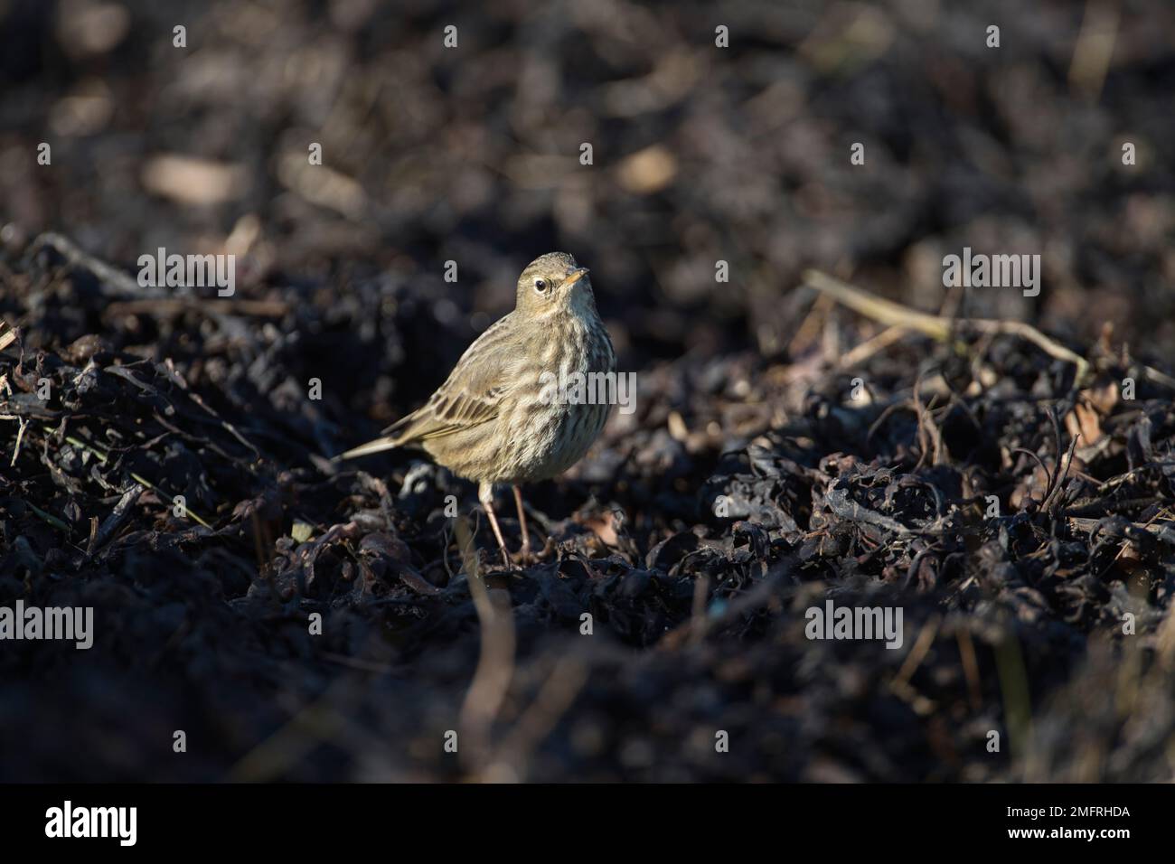 Rock Pipit Anthus Petrosus Searching For Invertebrate Food In Rotting rock-pipit-anthus-petrosus-searching-for-invertebrate-food-in-rotting