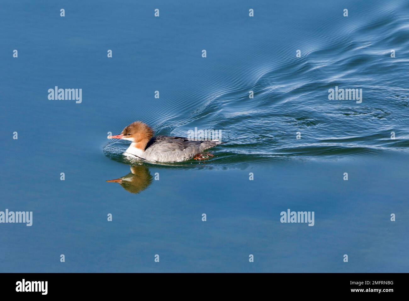Common Merganser Female Swimming in Blue Water Stock Photo