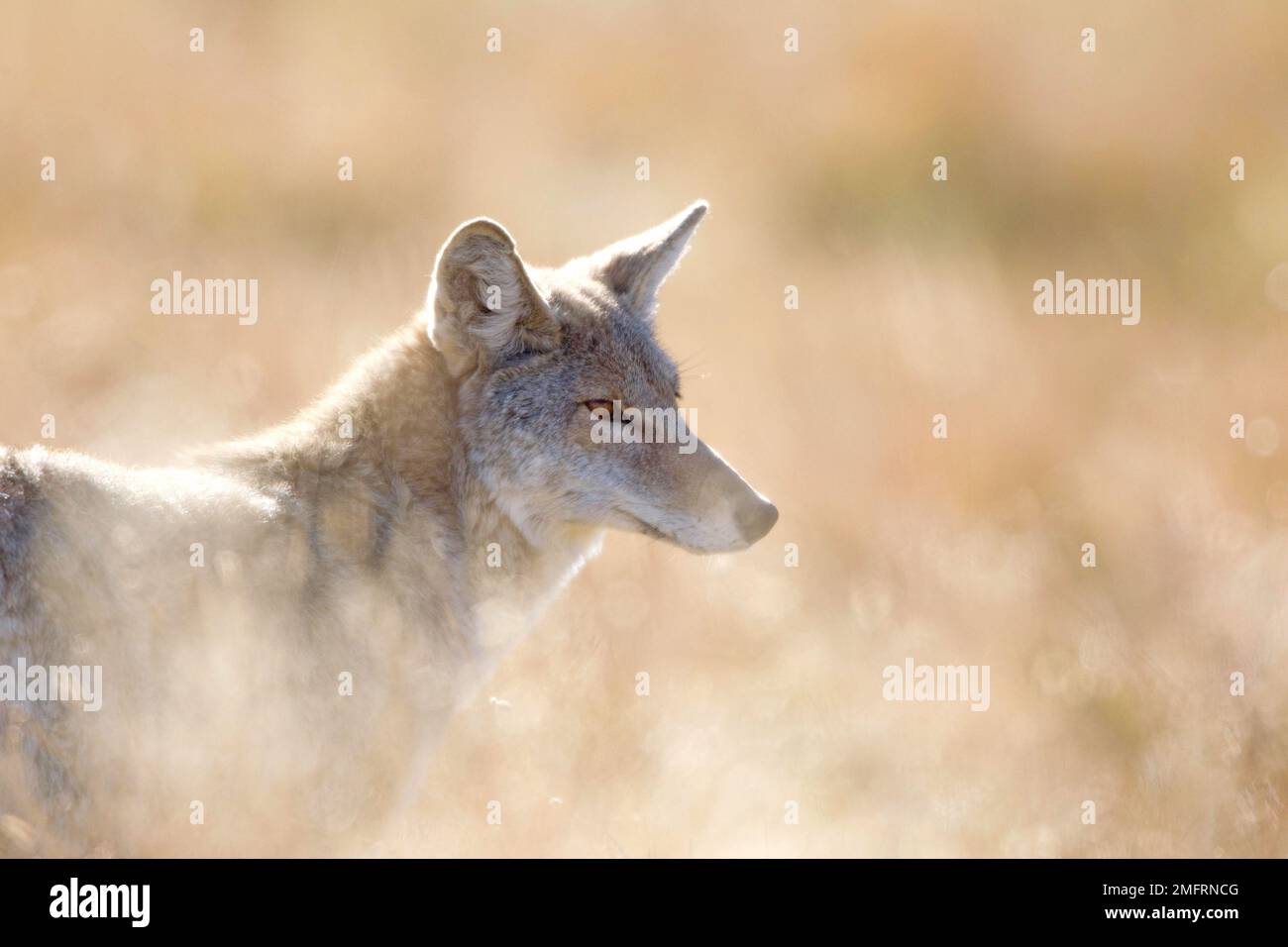 Coyote Portrait Horizontal Stock Photo