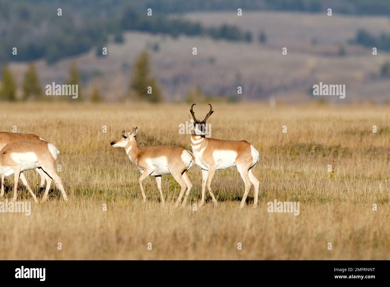 Pronghorn Antelope Buck and Doe Stock Photo