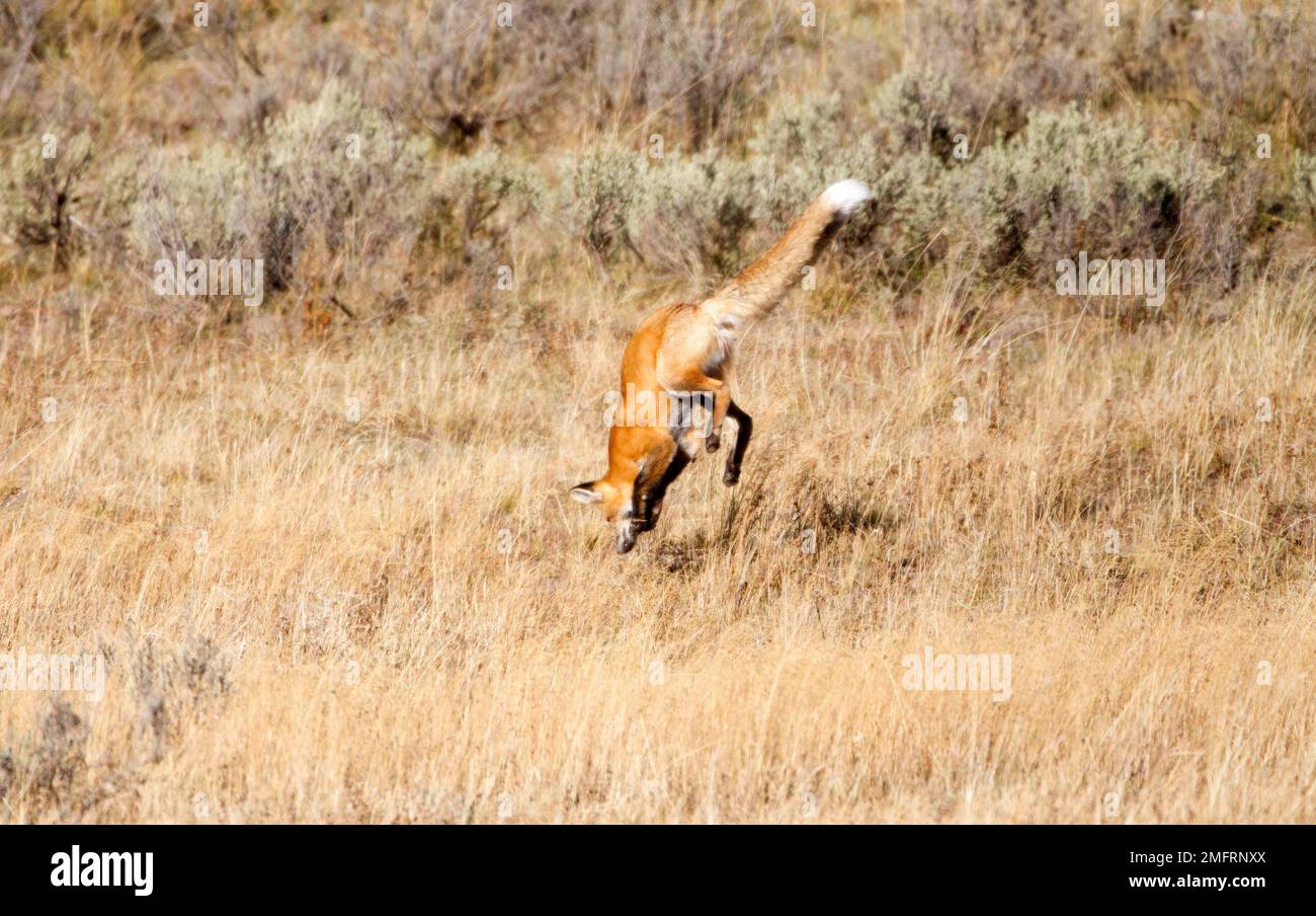 Red Fox Pouncing in Mid Air Stock Photo
