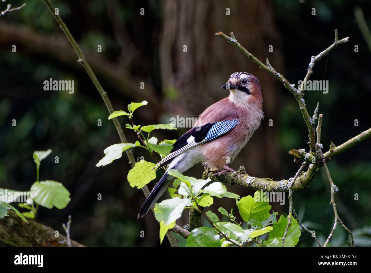 Jay (Garrulus glandarius) perched on branch Stock Photo
