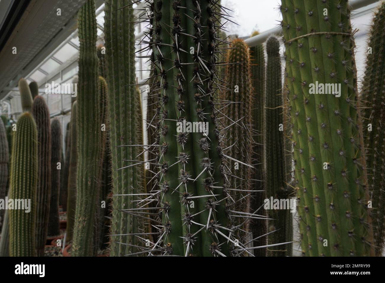 Various species of columnar cacti photographed as background. Stock Photo
