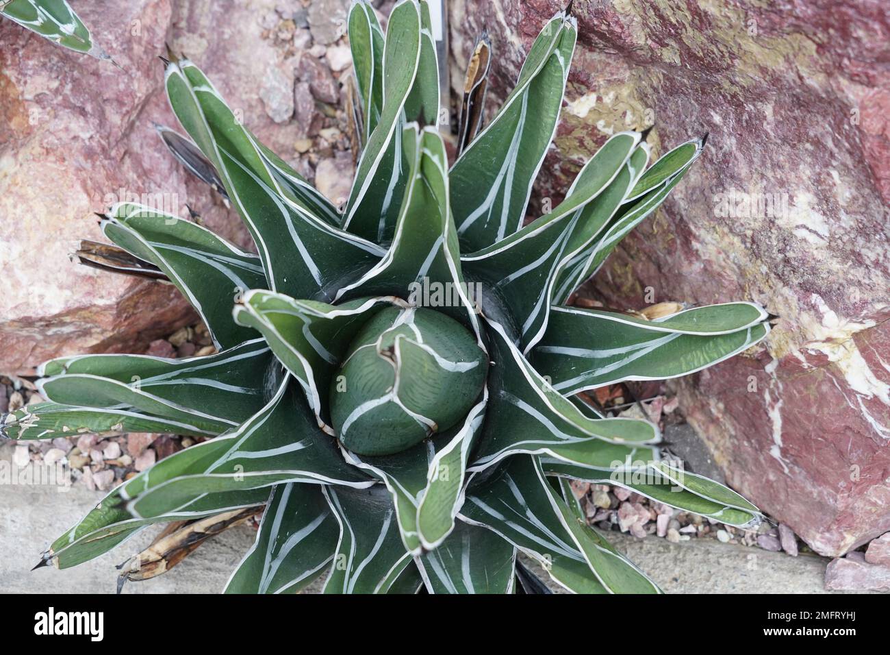 Young agave plant, in Latin it is called Agave victoriae-regina. Stock Photo