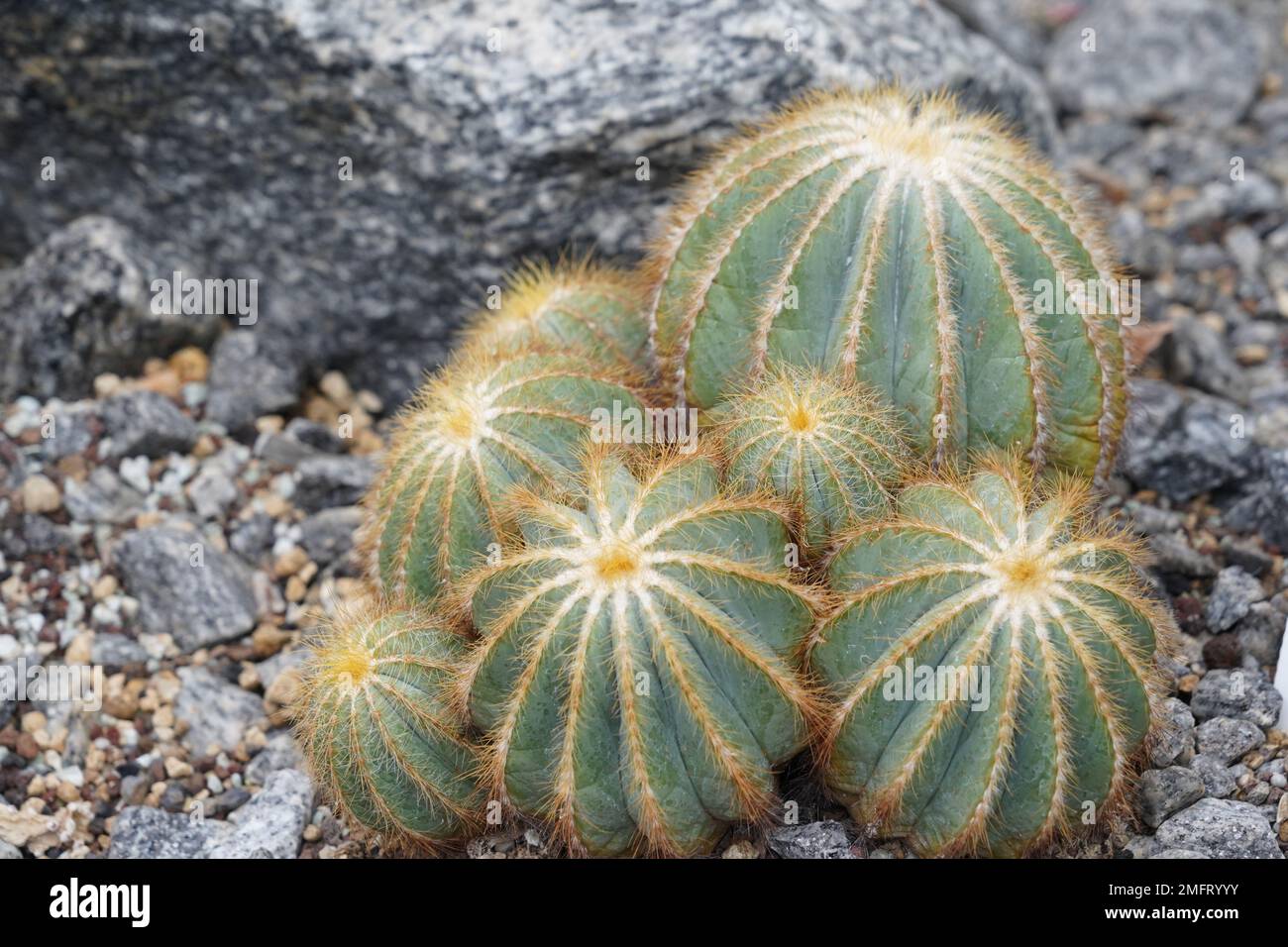 Ball cactus called in Latin parodia magnifica.  is a species of flowering plant in the family Cactaceae, native to Brazil. Stock Photo