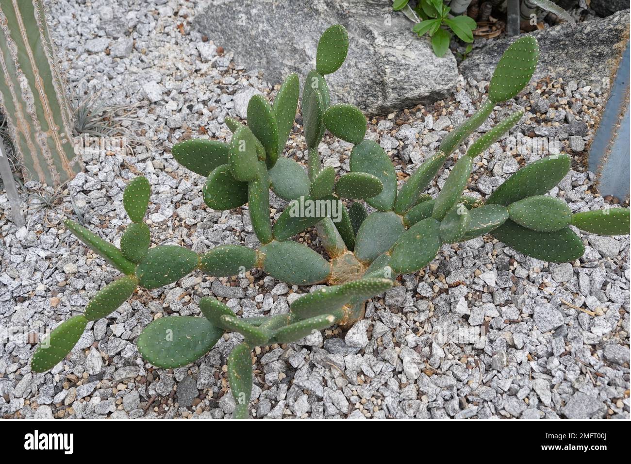 Cactus called in Latin Tacinga inamoena is a species of plant in the family Cactaceae. It is endemic to Brazil. Stock Photo