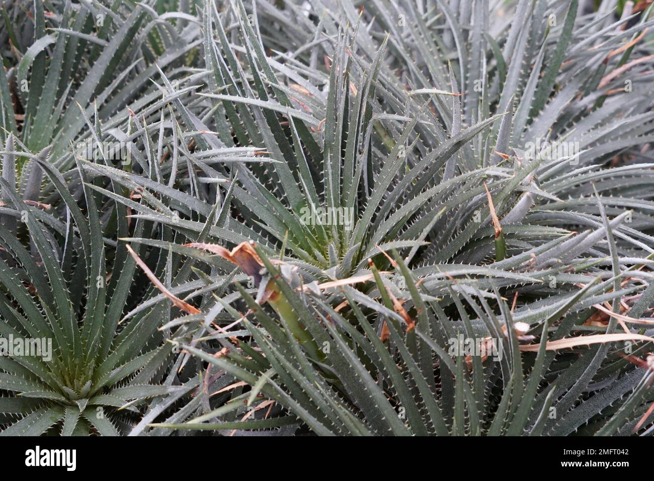 Colony of aloe plants growing densely together, they are called Aloe spinosissima in Latin. Stock Photo