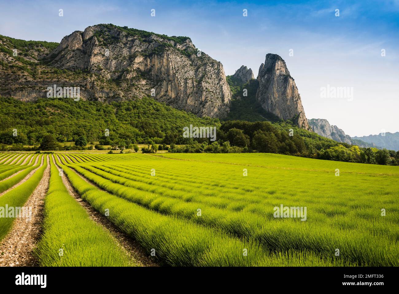 Lavender field and rocks, Saou, Departement Drome, Auvergne-Rhone-Alpes, Provence, France Stock Photo