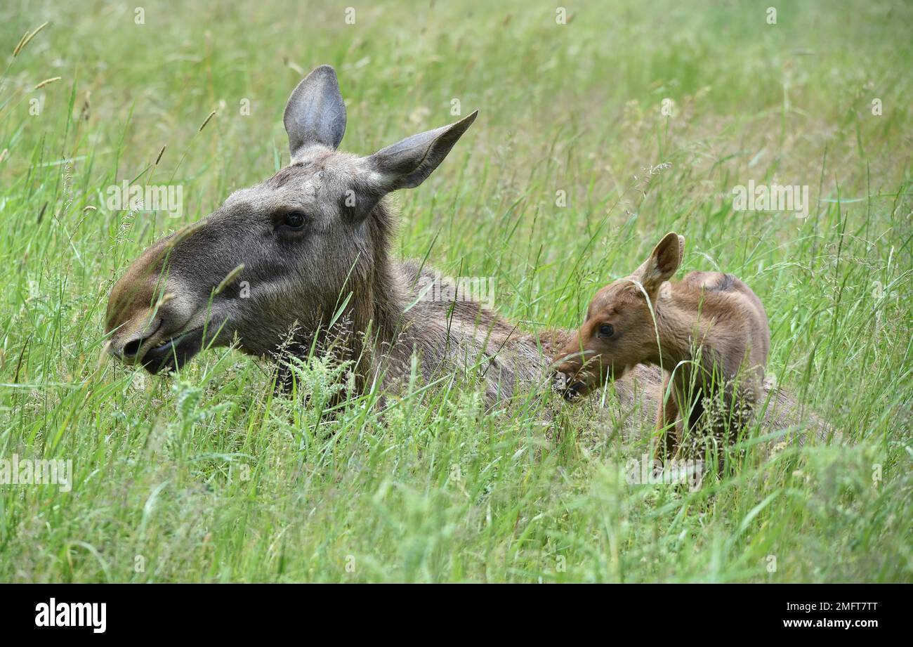 Cow moose (Alces alces), elk with calf in grass, Germany Stock Photo