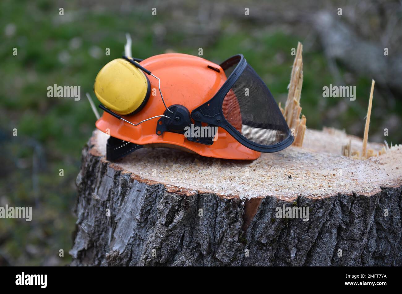 Hard hat and headphones, noise protection, when felling trees, Germany Stock Photo