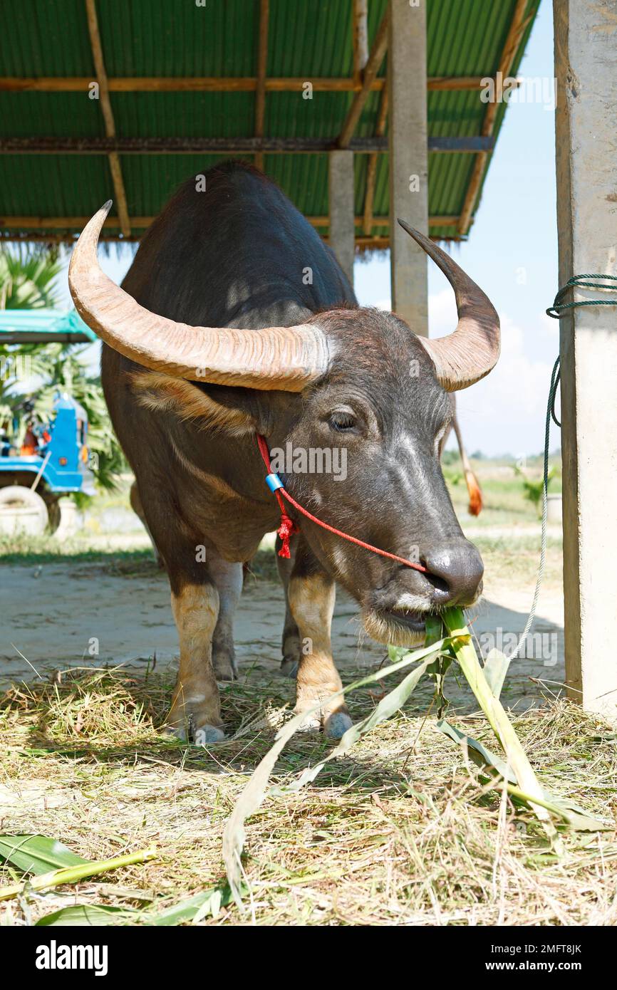 Water buffalo eating corn, Sukhothai eco-rice farm, Sukhothai, Sukothai province, Thailand Stock Photo
