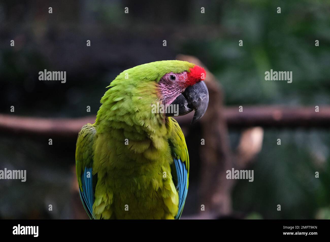 Close up wild parrot bird, green parrot Great Green Macaw, Ara ambigua