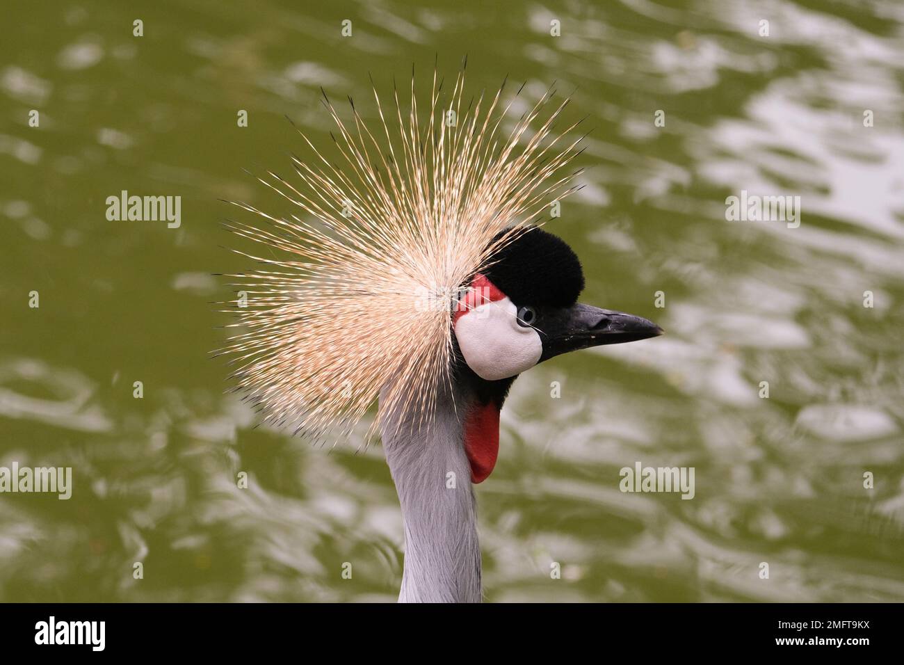 Close up detailed grey crowned crane head face with blurred lake background. Selective focus. Stock Photo