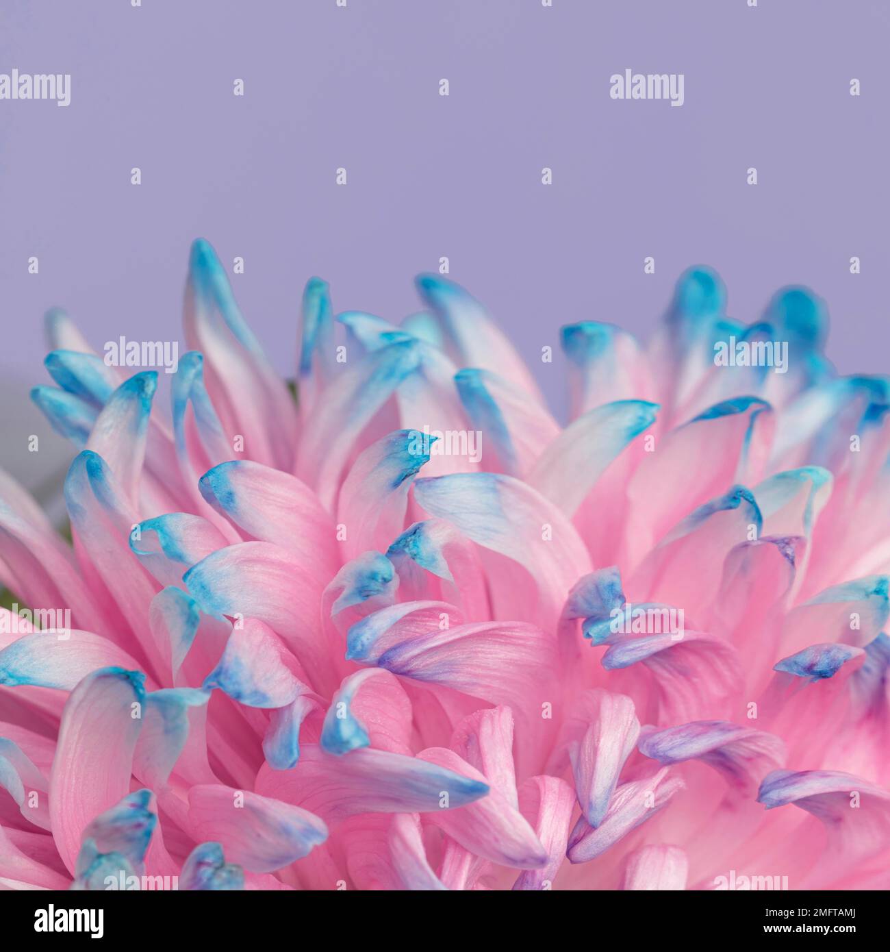 Flower high resolution hi-res stock photography and images - Alamy