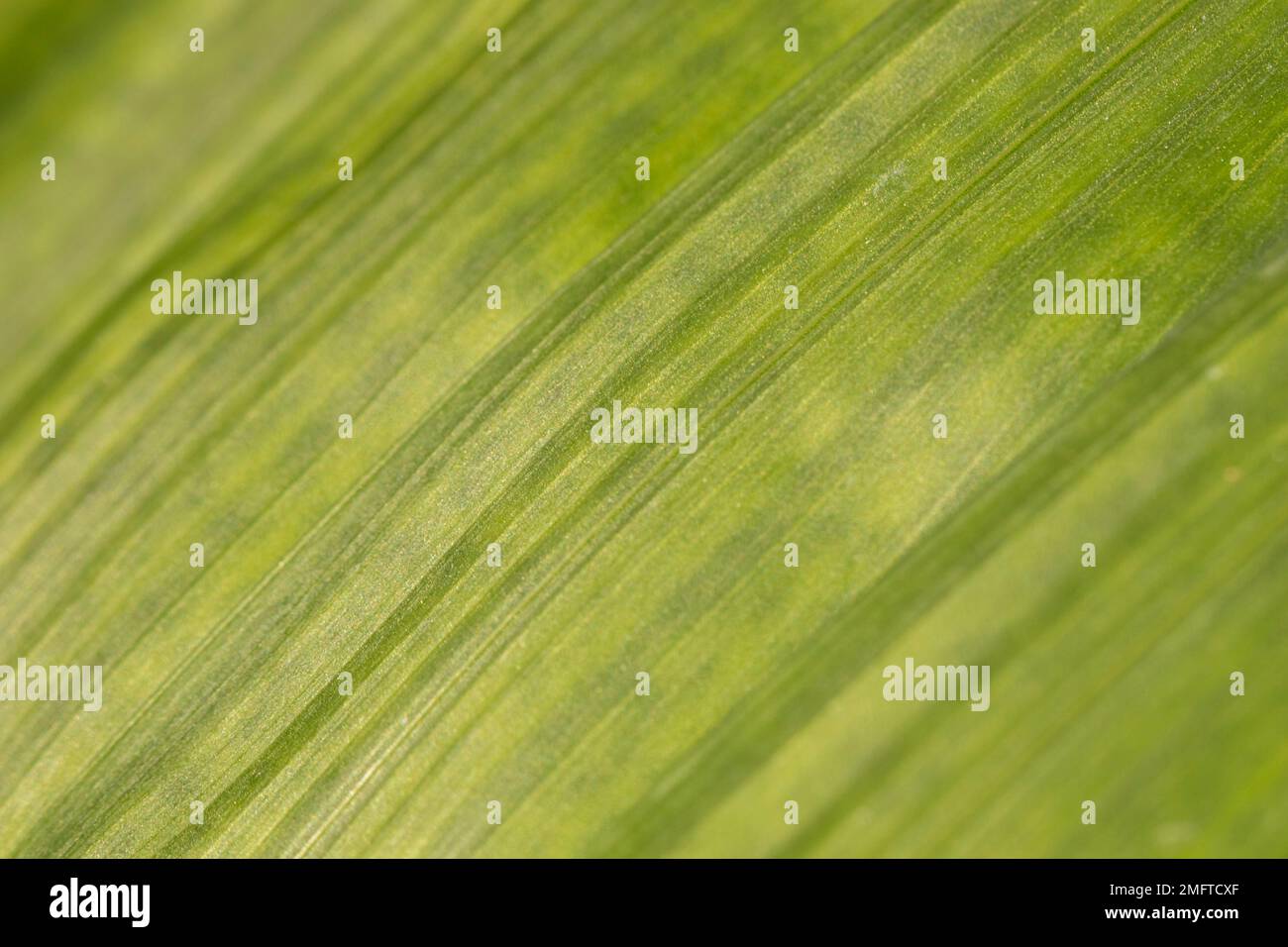 Close up leaf texture hi-res stock photography and images - Alamy