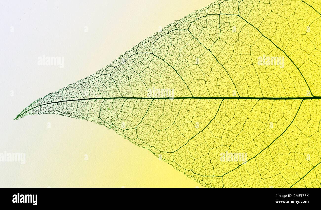 top view transparent leaf Stock Photo