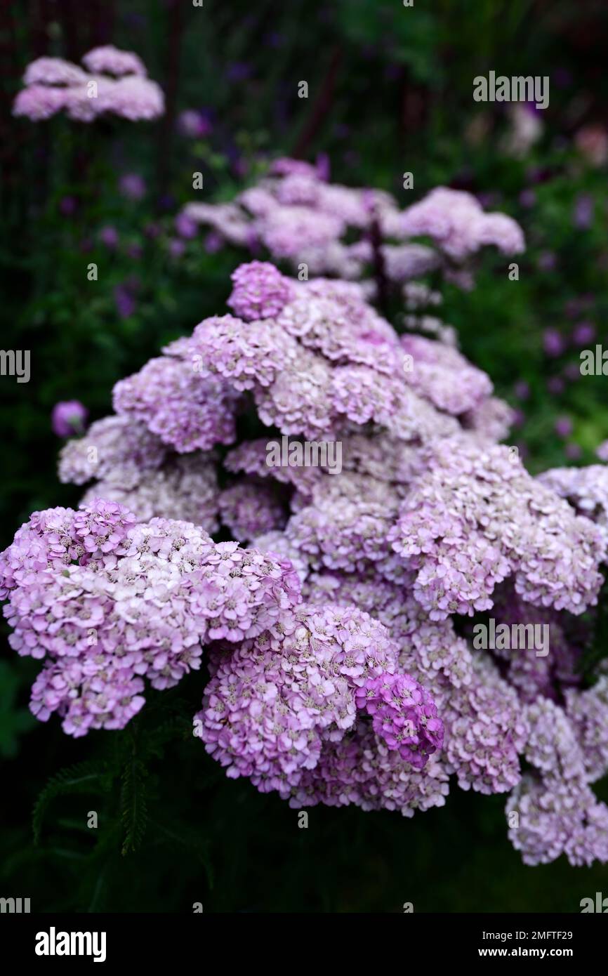 achillea millefolium lilac beauty,pink yarrow, flower ,bloom, blossom, herbaceous perennial, summer flowering,lilac,lilac flowers,umbel,umbels,umbelli Stock Photo