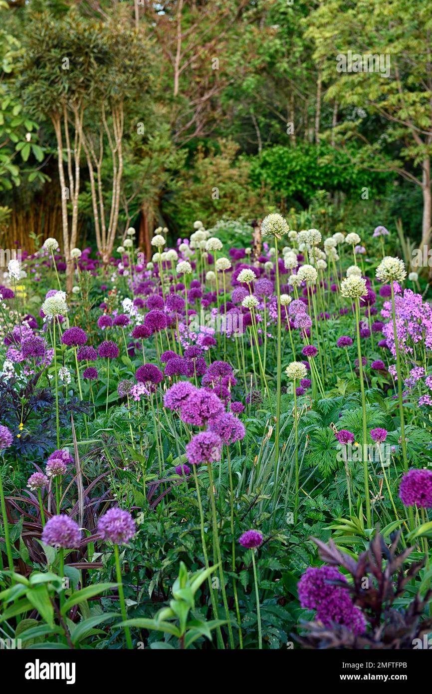 Allium Purple Sensation,Allium Mount Everest, white purple flowers