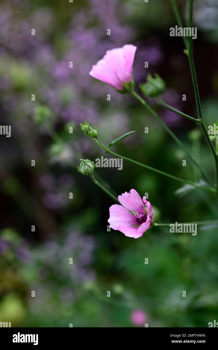 Althaea cannabina,palm-leaf marshmallow,hemp-leaved hollyhock,pink,flowers,flower,flowering,RM Floral Stock Photo