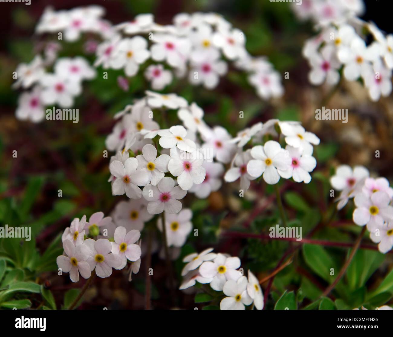 Androsace studiosorum,rock jasmine,white flowers pink eye,mat-forming evergreen perennial,syn Androsace primuloides,RM Floral Stock Photo