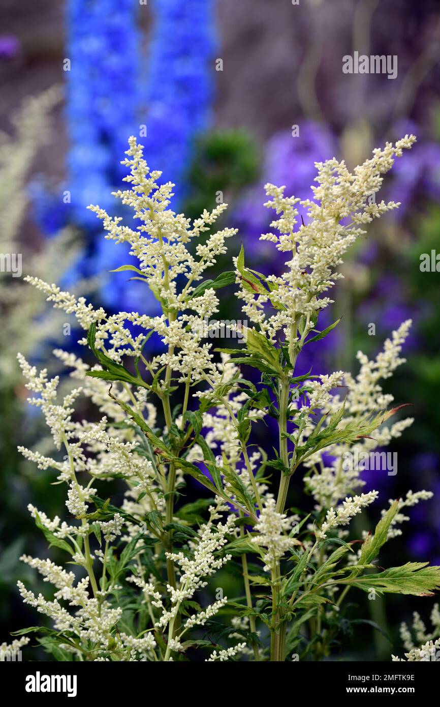 Artemisia lactiflora guizhou group,Delphinium Blue Bird,white and blue flowers,flowering,contrast,contrasting colours,complimentary colours,,mixed pla Stock Photo